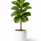 Fiddle Leaf Fig (Ficus Lyrata)