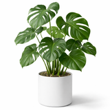 Monstera Deliciosa (Swiss Cheese Plant)