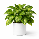 Pothos (Epipremnum Aureum)