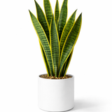 Snake Plant (Sansevieria Laurentii)